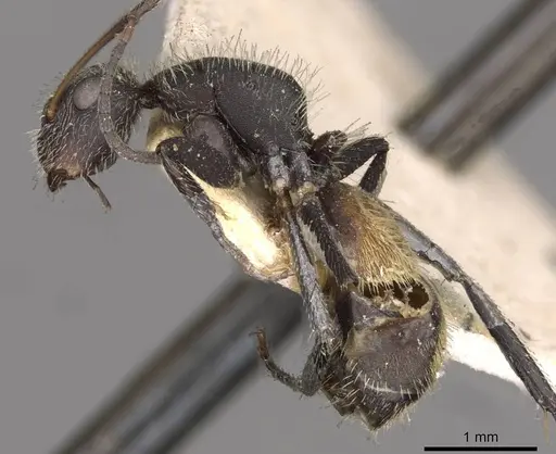 Camponotus auricomus specimen CASENT0910683 image casent0910683_3