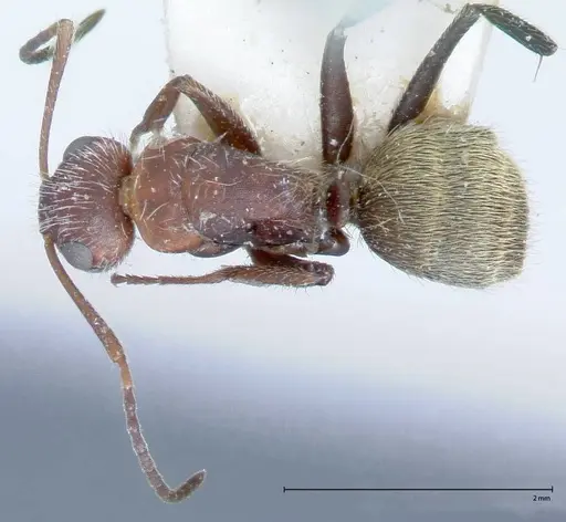 Camponotus auricomus specimen FOCOL0077-1 image focol0077-1_1