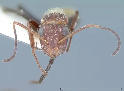 Camponotus auricomus specimen FOCOL0077-1 image focol0077-1_2