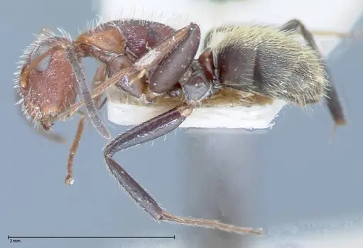 Camponotus auricomus specimen FOCOL0077-1 image focol0077-1_3
