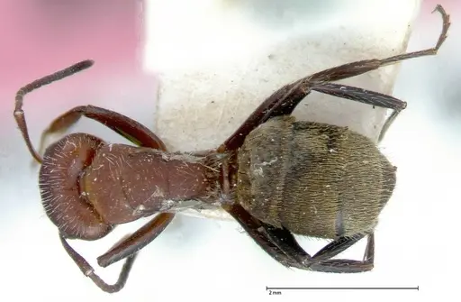 Camponotus auricomus specimen FOCOL0077-2 image focol0077-2_1