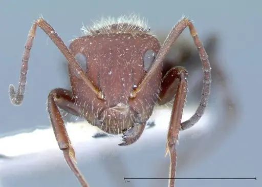 Camponotus auricomus specimen FOCOL0077-2 image focol0077-2_2