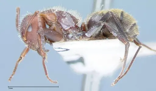 Camponotus auricomus specimen FOCOL0077-2 image focol0077-2_3
