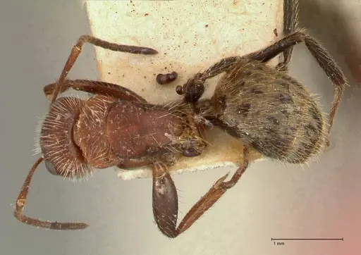 Camponotus auricomus specimen FOCOL0721 image focol0721_1