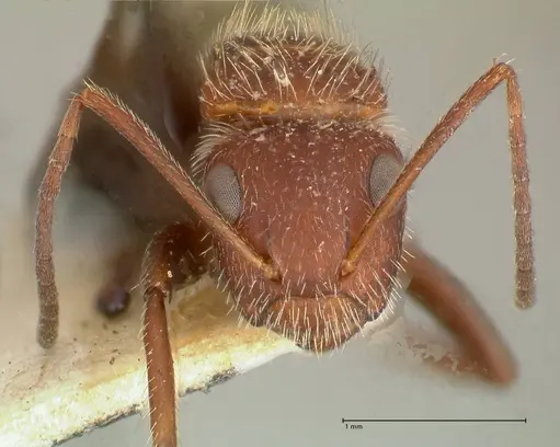 Camponotus auricomus specimen FOCOL0721 image focol0721_2