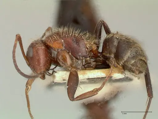 Camponotus auricomus specimen FOCOL0721 image focol0721_3