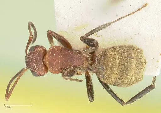 Camponotus auricomus specimen FOCOL2458 image focol2458_1