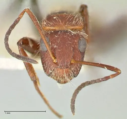 Camponotus auricomus specimen FOCOL2458 image focol2458_2