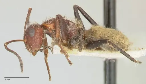 Camponotus auricomus specimen FOCOL2458 image focol2458_3