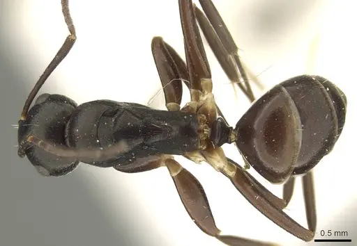 Camponotus auriculatus specimen CASENT0915603 image casent0915603_1