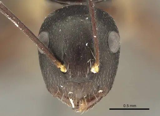 Camponotus auriculatus specimen CASENT0915603 image casent0915603_2
