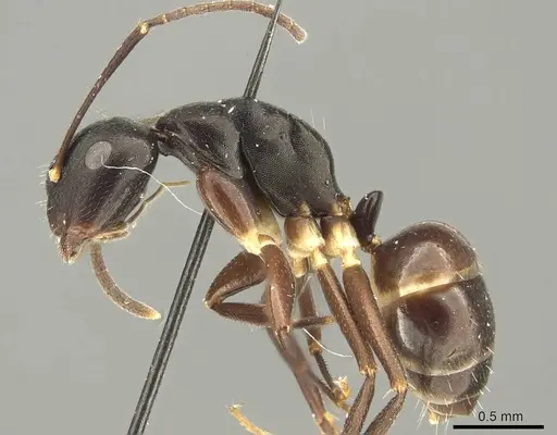 Camponotus auriculatus specimen CASENT0915603 image casent0915603_3
