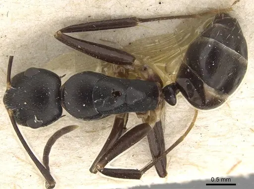 Camponotus auriculatus specimen CASENT0922416 image casent0922416_1