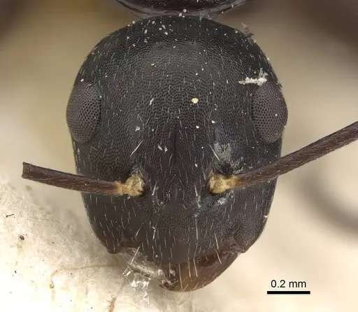 Camponotus auriculatus specimen CASENT0922416 image casent0922416_2