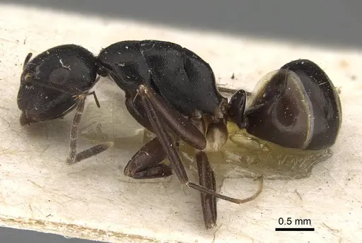 Camponotus auriculatus specimen CASENT0922416 image casent0922416_3