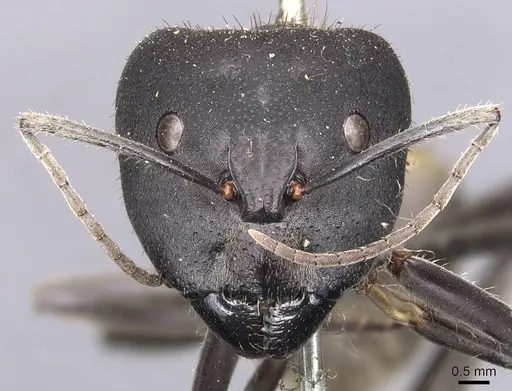Camponotus auriventris specimen CASENT0905384 image casent0905384_2