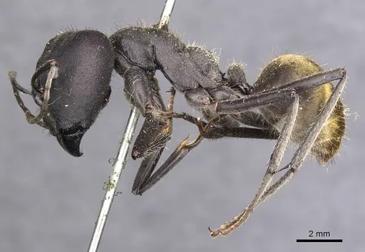 Camponotus auriventris specimen CASENT0905384 image casent0905384_3