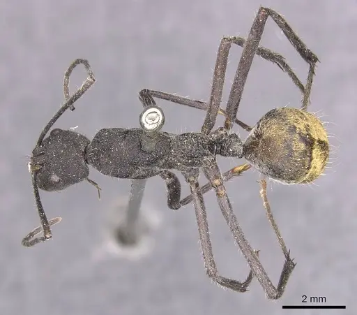 Camponotus auriventris specimen CASENT0905385 image casent0905385_1