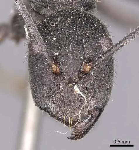 Camponotus auriventris specimen CASENT0905385 image casent0905385_2