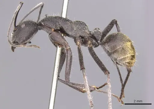 Camponotus auriventris specimen CASENT0905385 image casent0905385_3