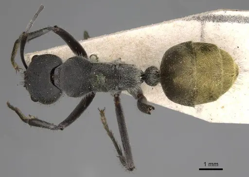 Camponotus auriventris specimen CASENT0906944 image casent0906944_1