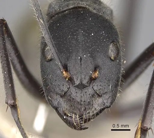 Camponotus auriventris specimen CASENT0906944 image casent0906944_2