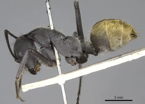 Camponotus auriventris specimen CASENT0906944 image casent0906944_3