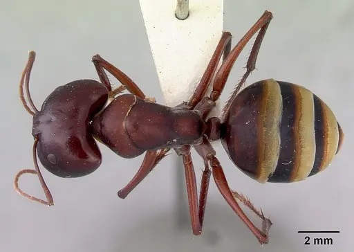 Camponotus aurocinctus specimen CASENT0172173 image casent0172173_1