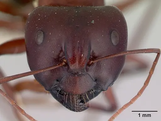 Camponotus aurocinctus specimen CASENT0172173 image casent0172173_2