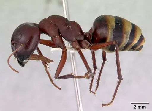 Camponotus aurocinctus specimen CASENT0172173 image casent0172173_3