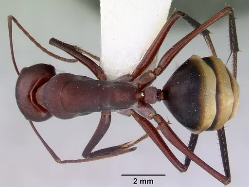 Camponotus aurocinctus specimen CASENT0172174 image casent0172174_1