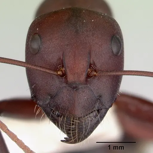 Camponotus aurocinctus specimen CASENT0172174 image casent0172174_2