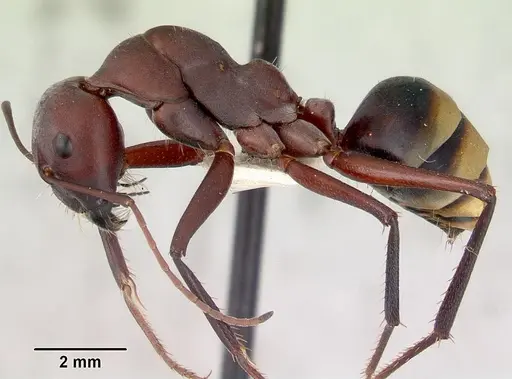 Camponotus aurocinctus specimen CASENT0172174 image casent0172174_3