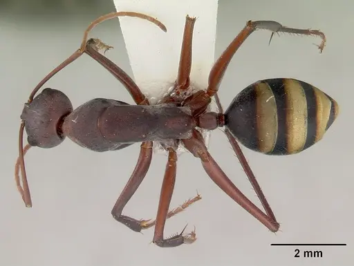 Camponotus aurocinctus specimen CASENT0172175 image casent0172175_1