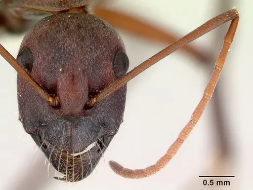 Camponotus aurocinctus specimen CASENT0172175 image casent0172175_2