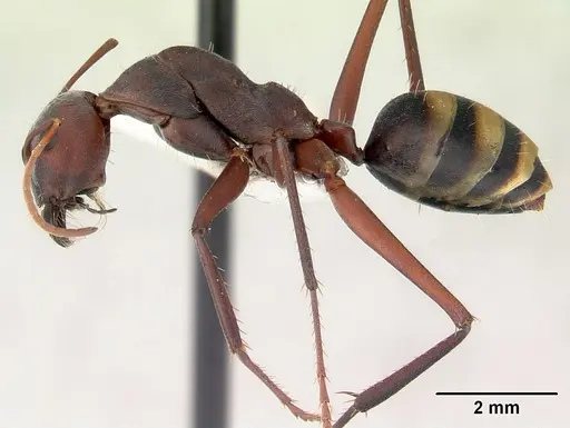 Camponotus aurocinctus specimen CASENT0172175 image casent0172175_3
