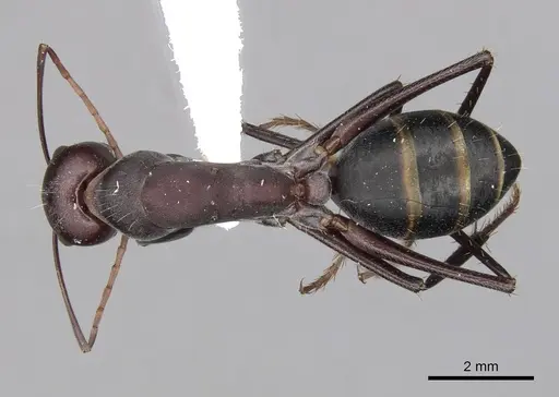 Camponotus aurocinctus specimen CASENT0280202 image casent0280202_1