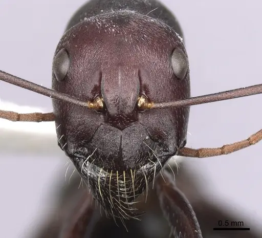 Camponotus aurocinctus specimen CASENT0280202 image casent0280202_2