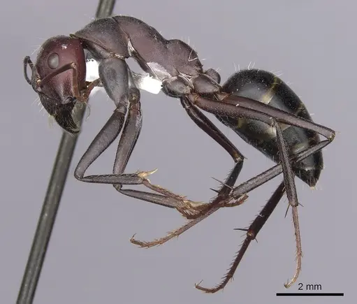 Camponotus aurocinctus specimen CASENT0280202 image casent0280202_3