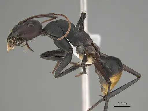 Camponotus aurocinctus specimen CASENT0887685 image casent0887685_1