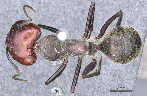 Camponotus aurocinctus specimen CASENT0903544 image casent0903544_1
