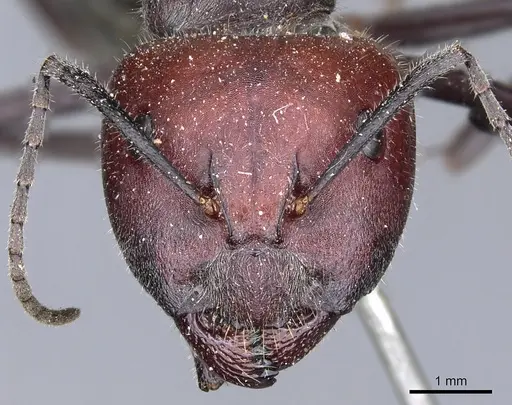 Camponotus aurocinctus specimen CASENT0903544 image casent0903544_2