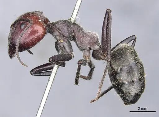 Camponotus aurocinctus specimen CASENT0903544 image casent0903544_3