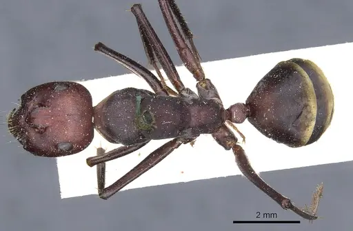 Camponotus aurocinctus specimen CASENT0903545 image casent0903545_1