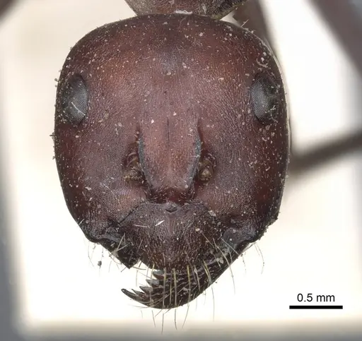 Camponotus aurocinctus specimen CASENT0903545 image casent0903545_2
