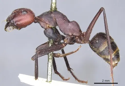 Camponotus aurocinctus specimen CASENT0903545 image casent0903545_3