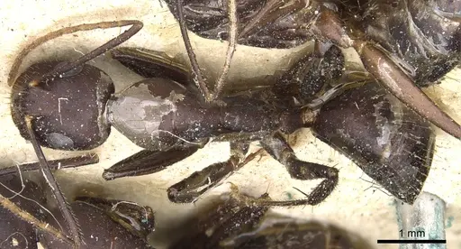Camponotus aurocinctus specimen CASENT0903551 image casent0903551_1