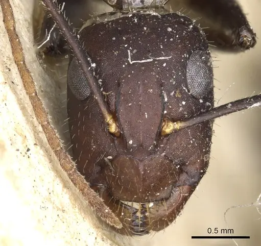 Camponotus aurocinctus specimen CASENT0903551 image casent0903551_2