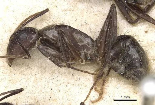 Camponotus aurocinctus specimen CASENT0903551 image casent0903551_3