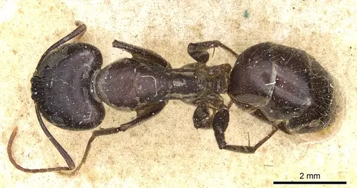 Camponotus aurocinctus specimen CASENT0903552 image casent0903552_1